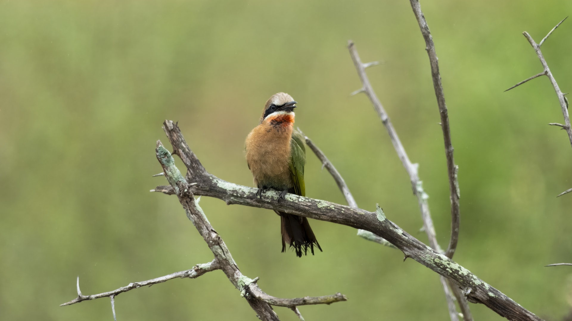 Kruger25 2025 10 31 10 20 48 ILCE 1M2 984